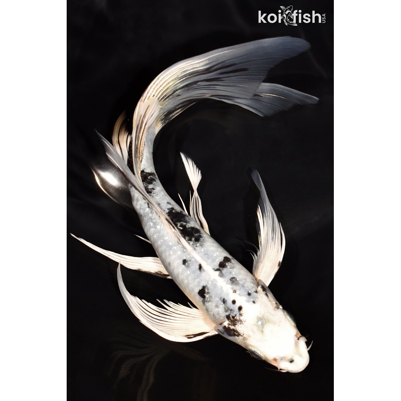 8.75" GIN SHIRO BEKKO BUTTERFLY