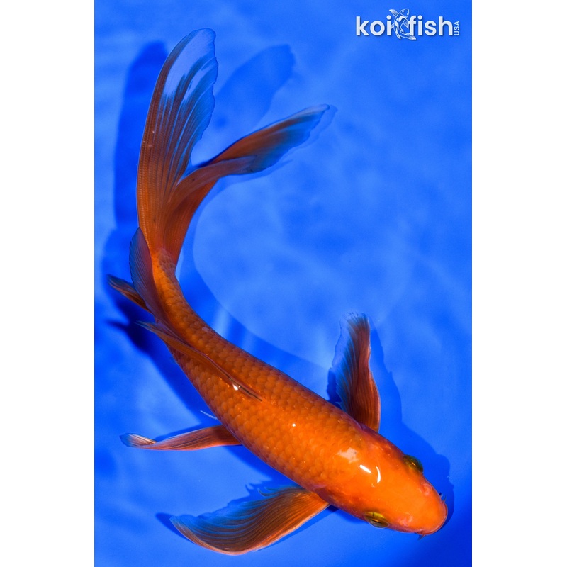 8" CHAGOI BUTTERFLY