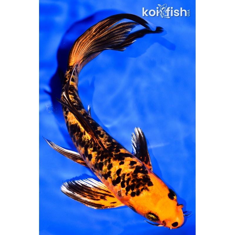 8" ORENJI BEKKO BUTTERFLY