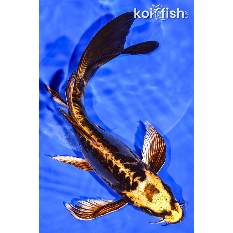 9.25" KIN KIKOKURYU BUTTERFLY