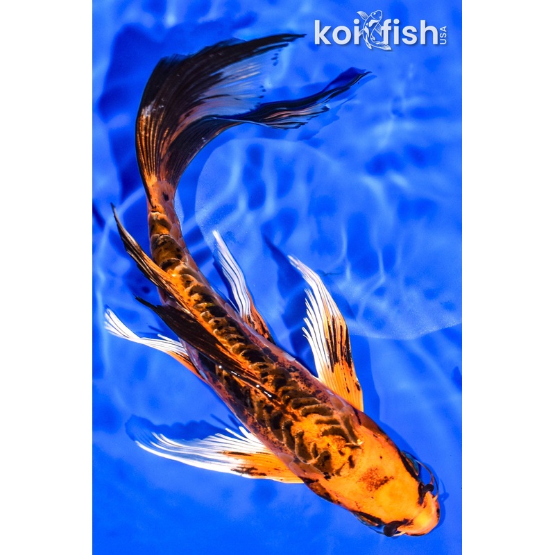 9.5" DOITSUI ORENJI MATSUBA BUTTERFLY