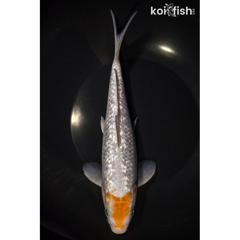 9.5" GINRIN OCHIBA SHIGURE