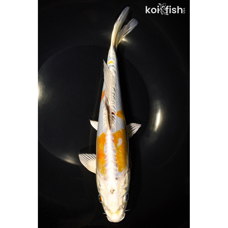 9.75" DOITSU HARIWAKE