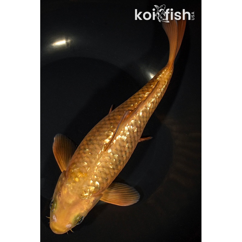 9.75" GINRIN CHAGOI