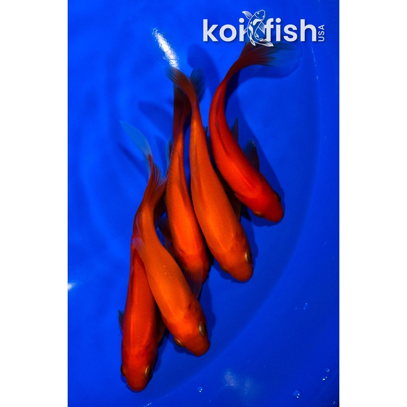 PACK OF (5) 4.75-5" WAKIN GOLDFISH