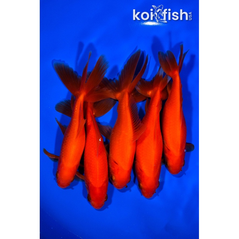 PACK OF (5) 5.25-5.75" WAKIN GOLDFISH