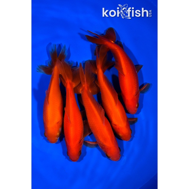 PACK OF (5) 5-5.25" WAKIN GOLDFISH