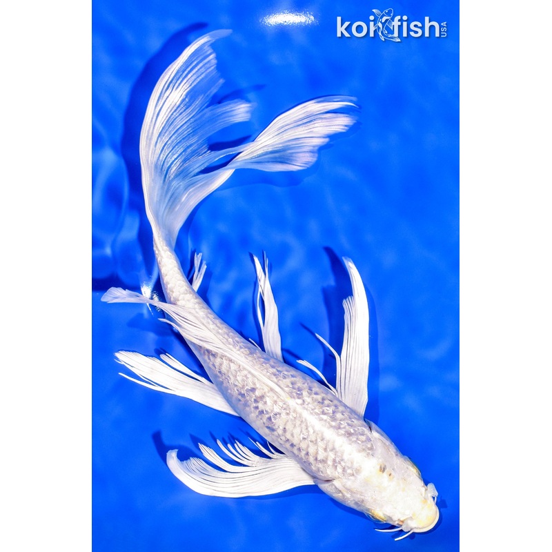 10.25" GINRIN HARIWAKE BUTTERFLY