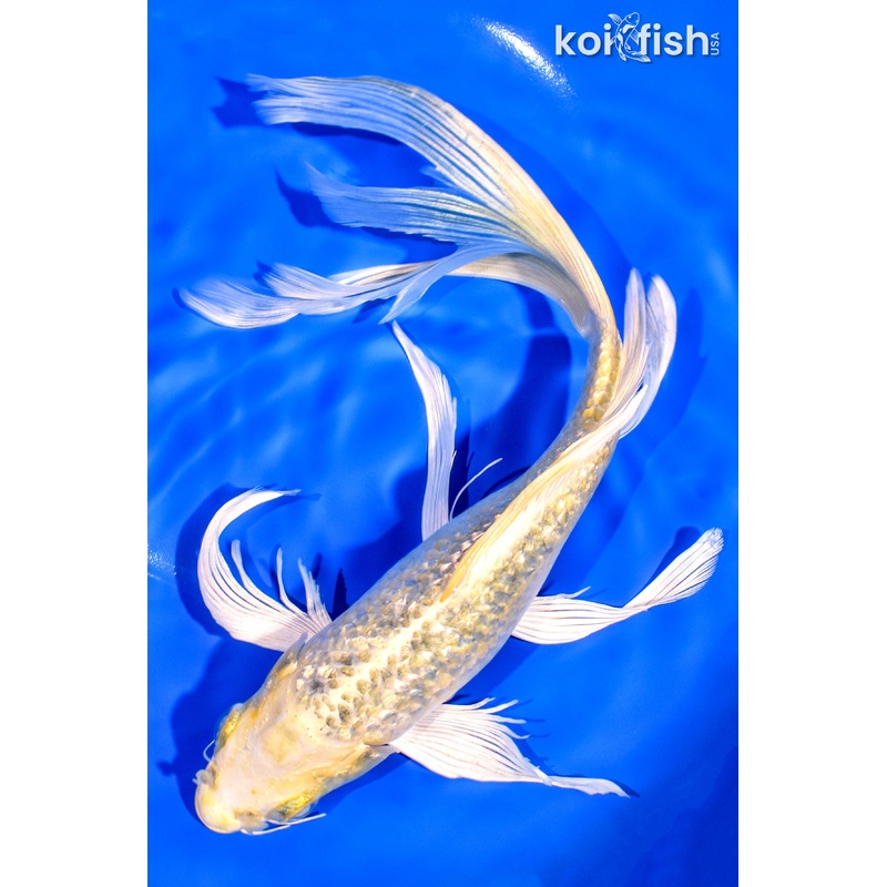 10.25" GINRIN YAMABUKI OGON BUTTERFLY