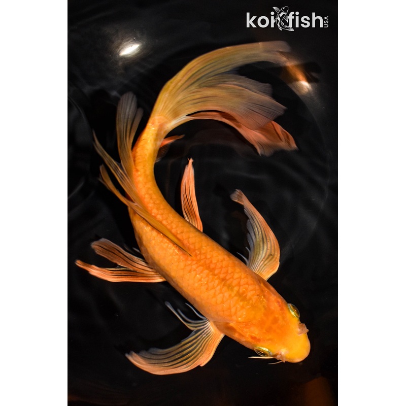10.5" CHAGOI BUTTERFLY