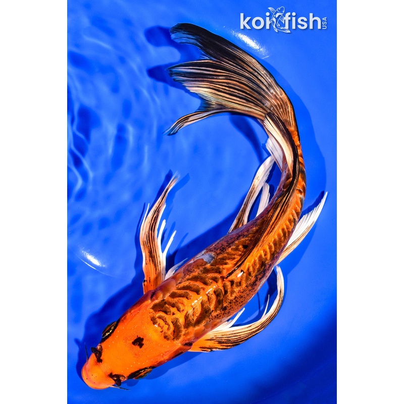 10.5" DOITSU ORENJI MATSUBA BUTTERFLY
