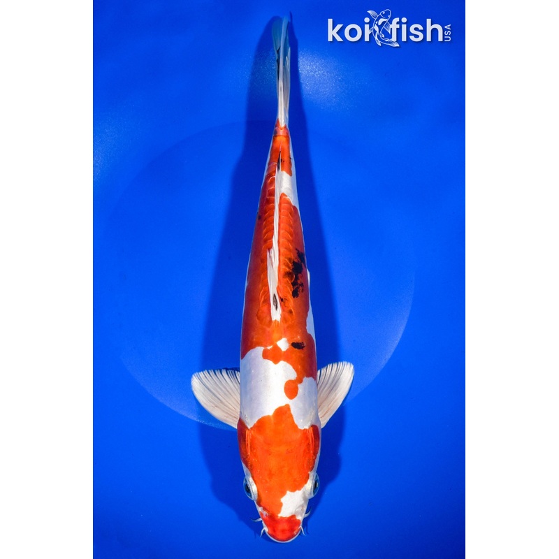 10.5" HEISEI NISHIKI