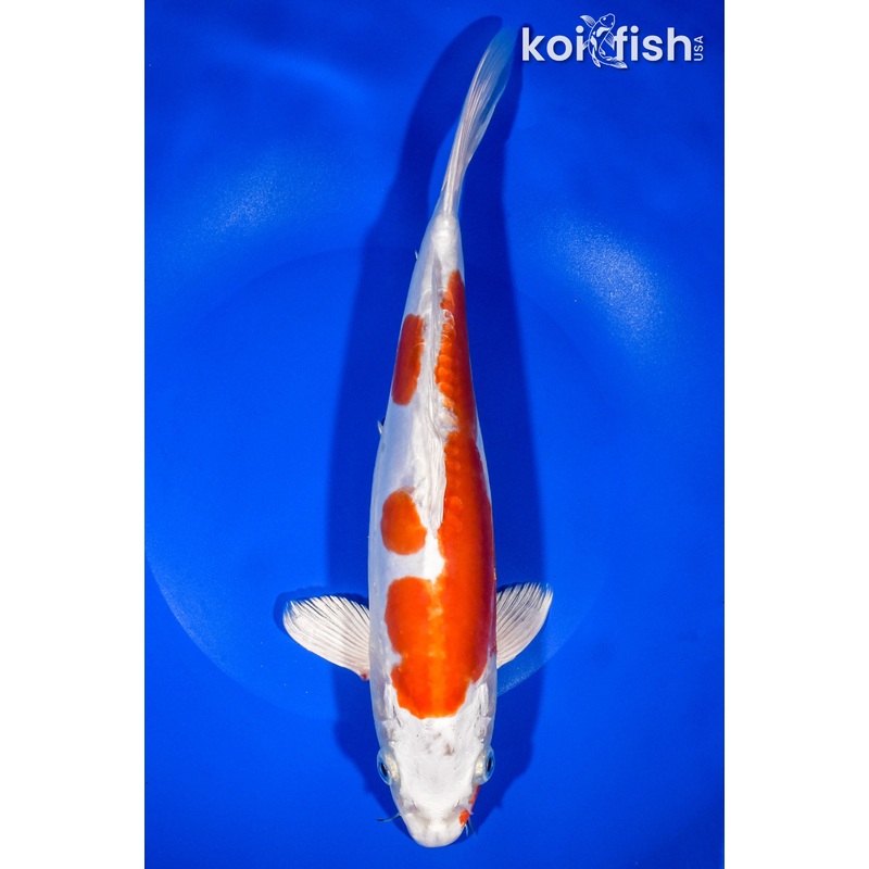 10.5" KIKUSUI