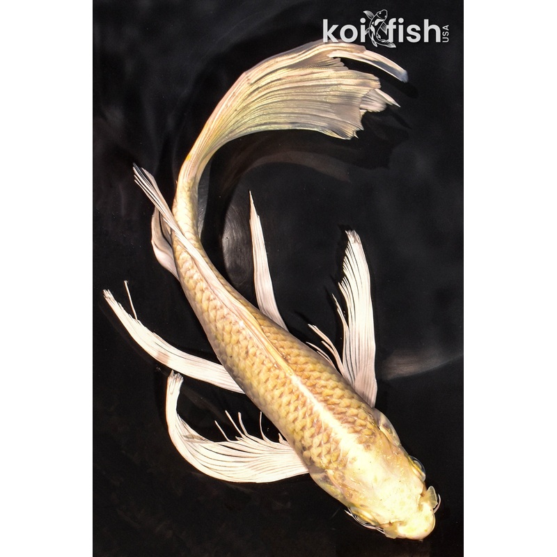 10.5" YAMABUKI OGON BUTTERFLY