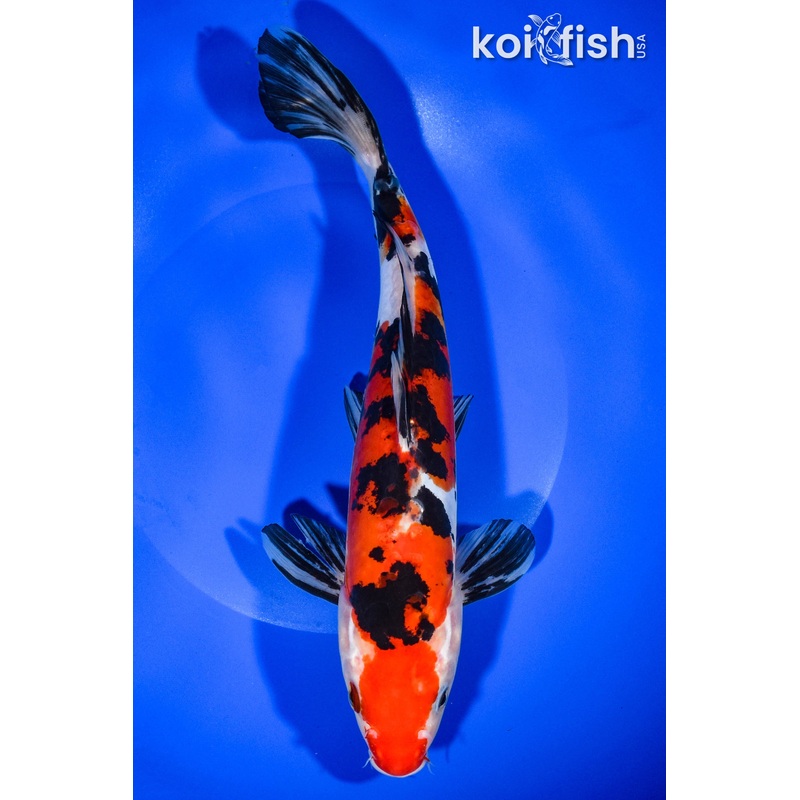 10.75" DOITSU SANKE