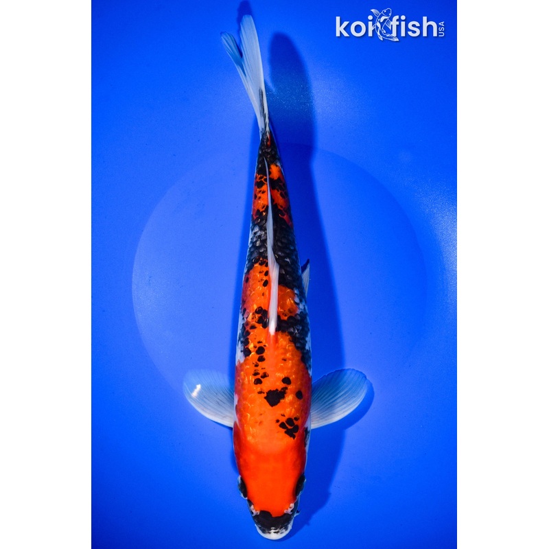 10.75" GINRIN GOSHIKI