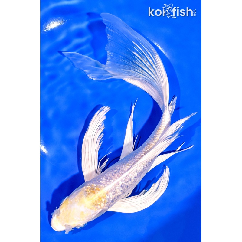 10.75" GINRIN HARIWAKE BUTTERFLY