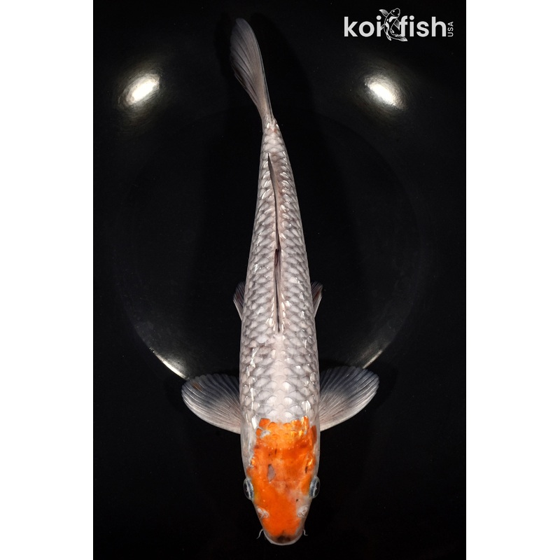 10.75" GINRIN OCHIBA SHIGURE