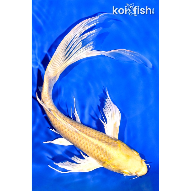 10.75" YAMABUKI OGON BUTTERFLY