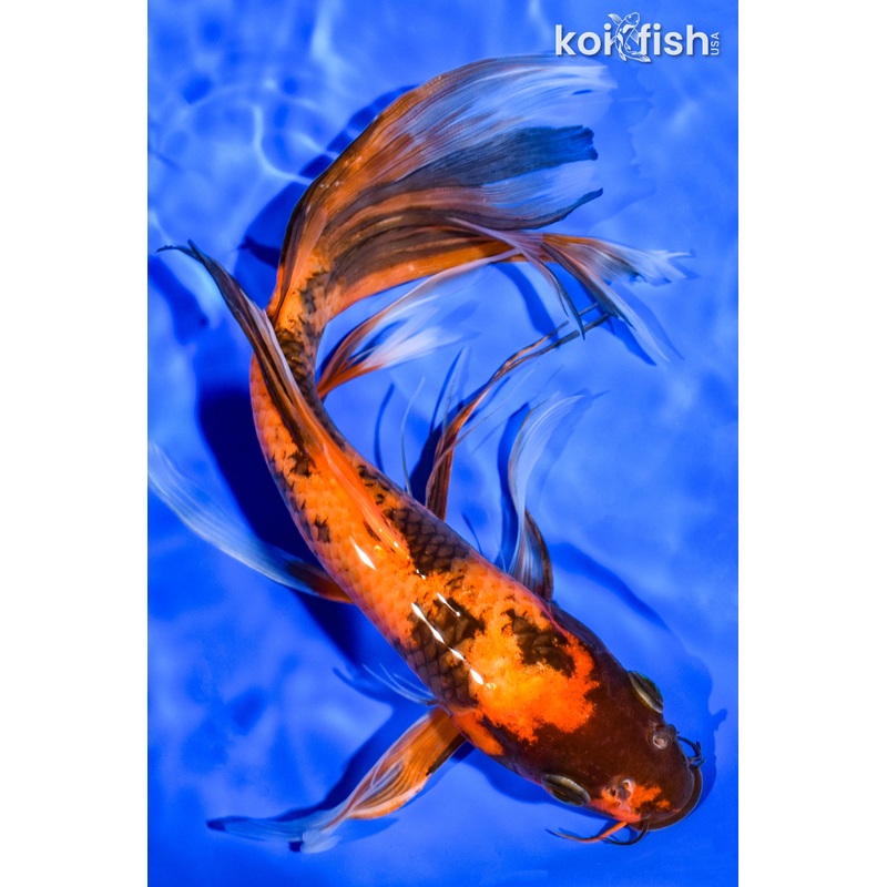 10" HI UTSURI BUTTERFLY