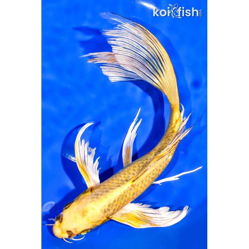 10" KI MATSUBA BUTTERFLY