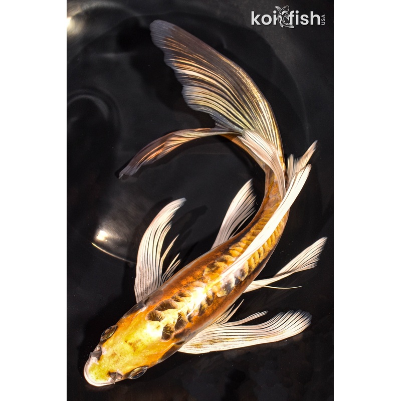 10" KIN KIKOKURYU BUTTERFLY