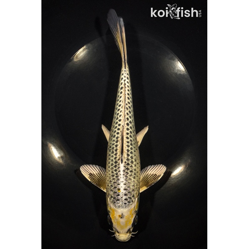 10" KUJAKU