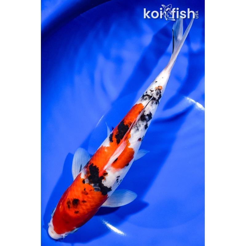 10" SANKE