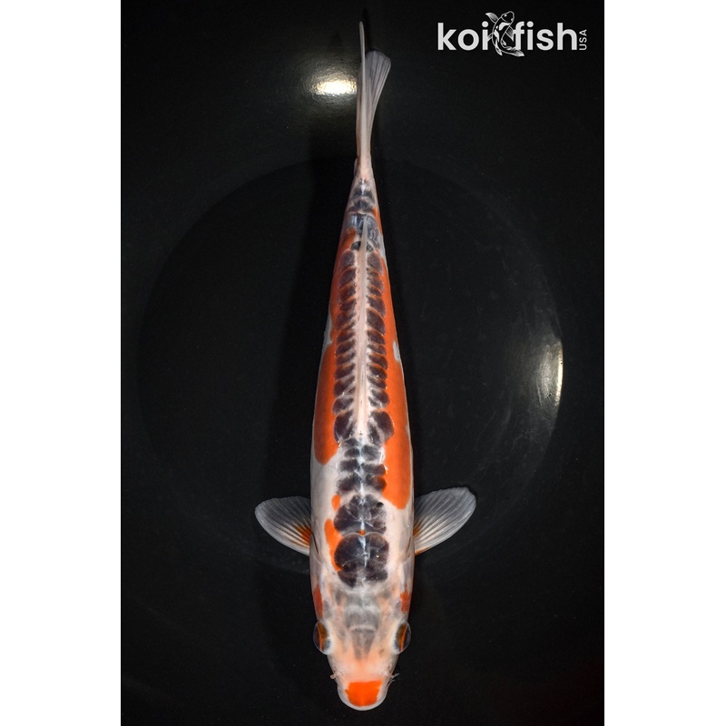 10" SHUSUI
