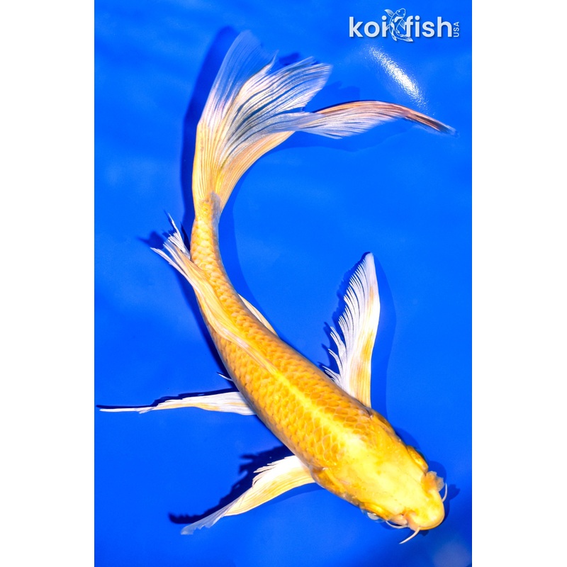 10" YAMABUKI OGON BUTTERFLY