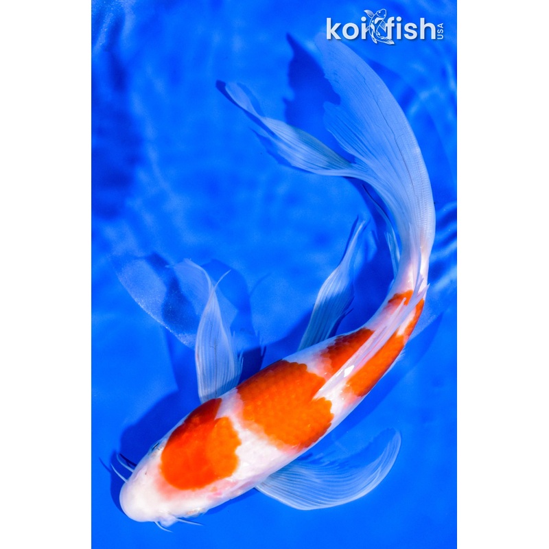 10" YONDAN KOHAKU BUTTERFLY