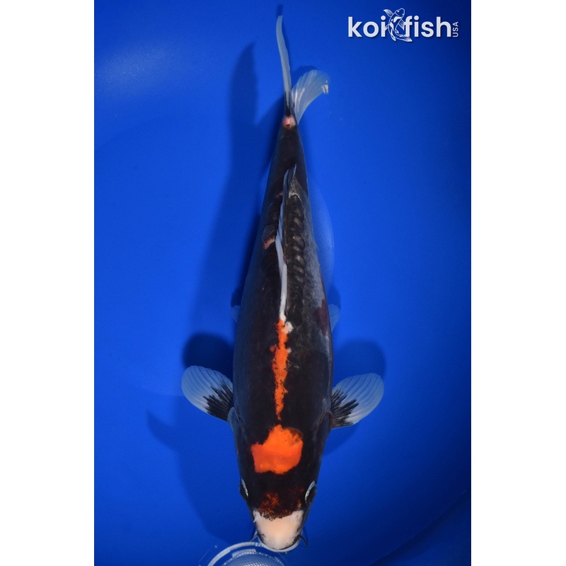 11.25" BENI KUMONRYU