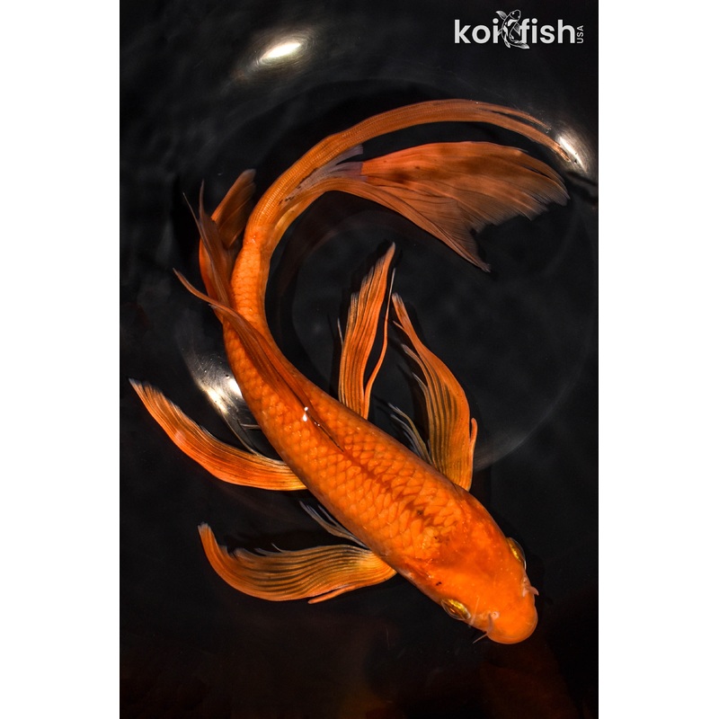 11.25" CHAGOI BUTTERFLY