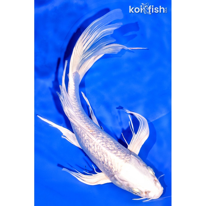 11.25" GINRIN PLATINUM OGON BUTTERFLY