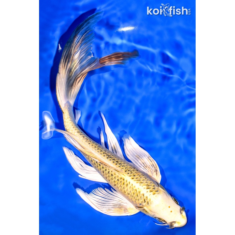 11.25" KI MATSUBA BUTTERFLY