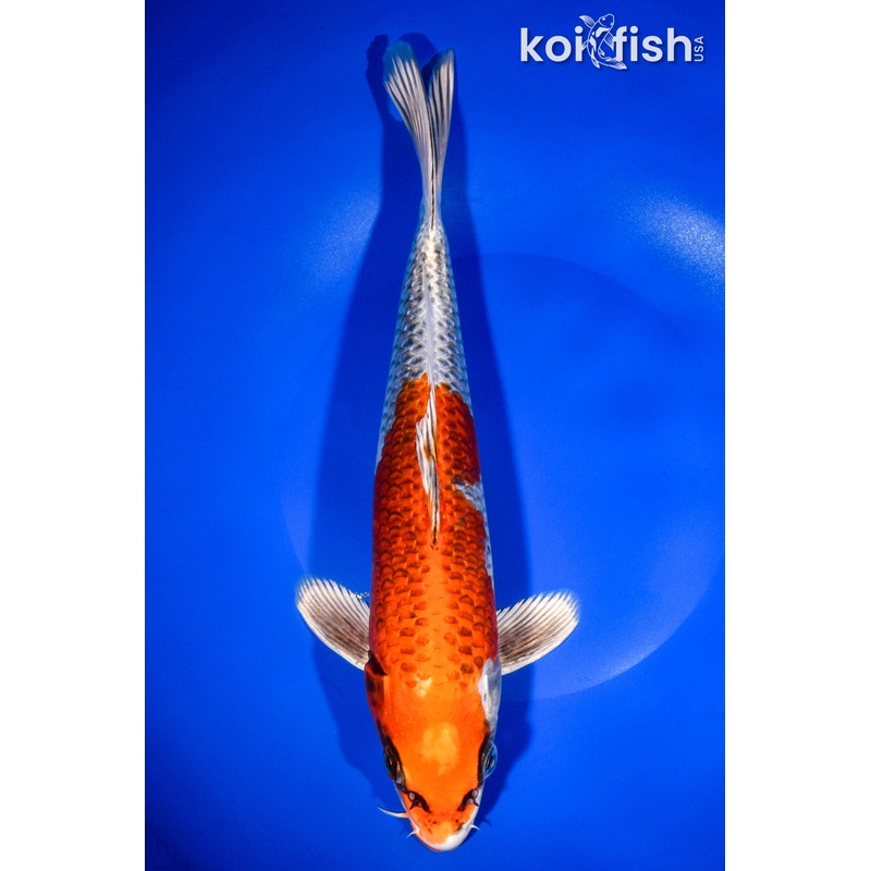 11.25" KUJAKU