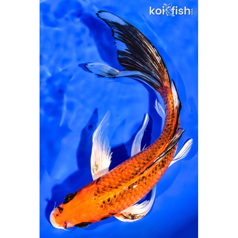 11.25" KUJAKU BUTTERFLY
