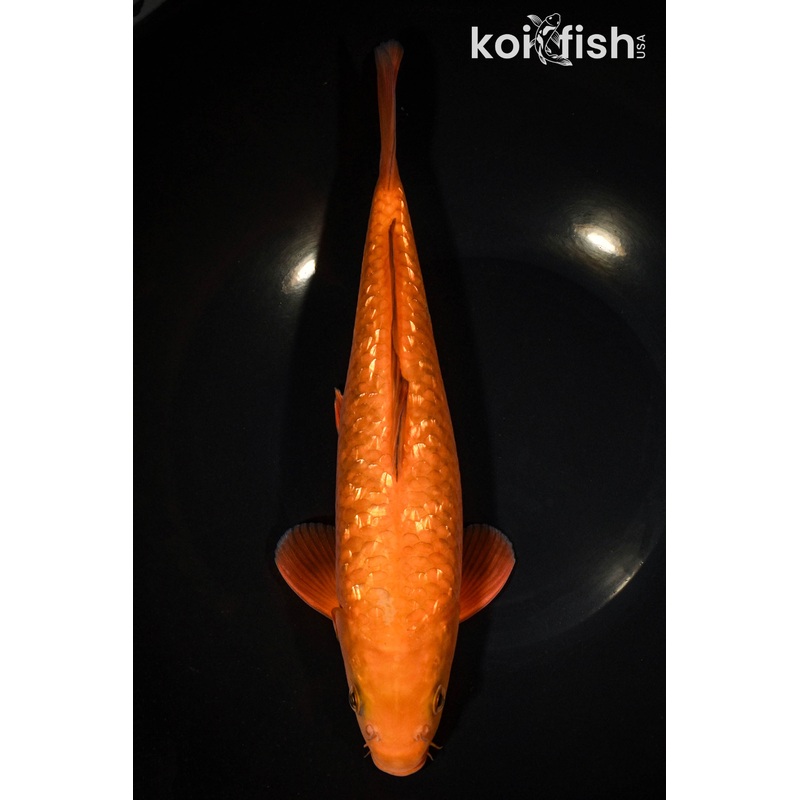 11.5" GINRIN CHAGOI