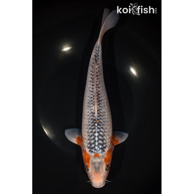 11.75" ASAGI