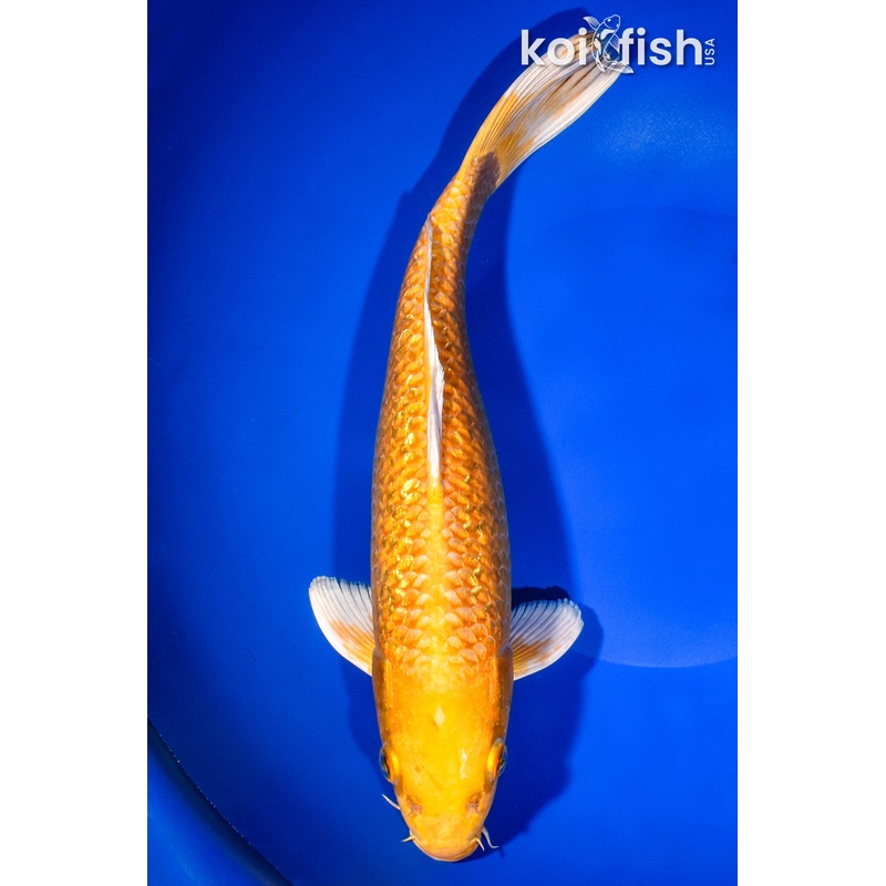 11.75" GINRIN YAMABUKI OGON