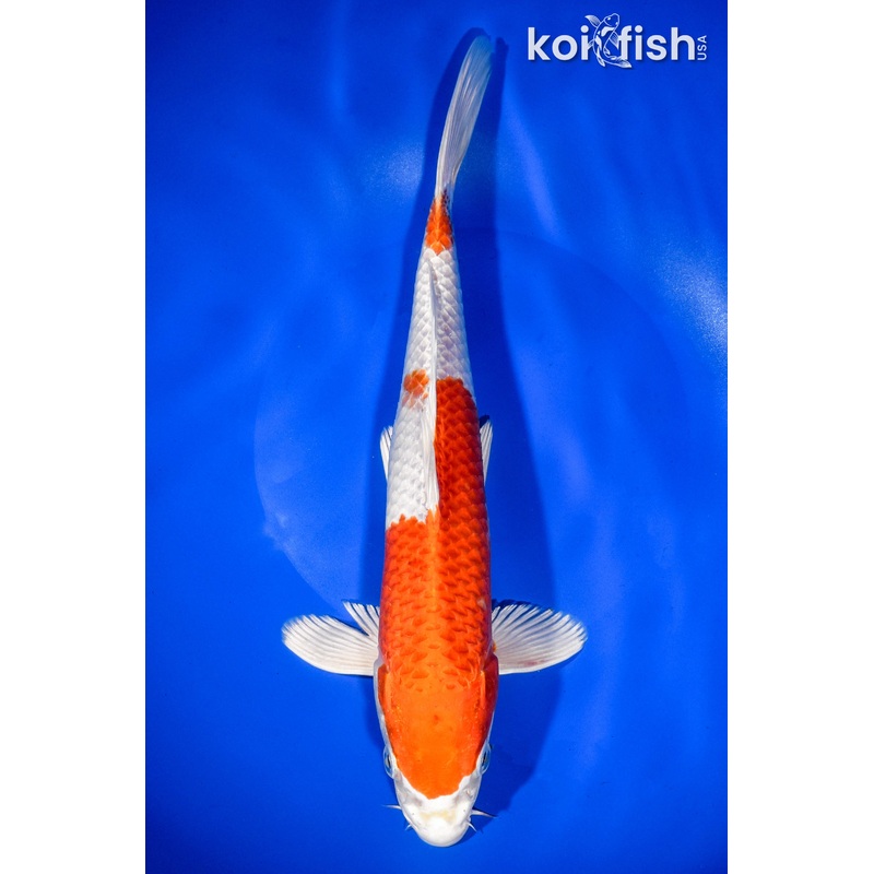 11.75" HARIWAKE