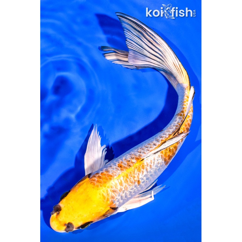11.75" KUJAKU BUTTERFLY