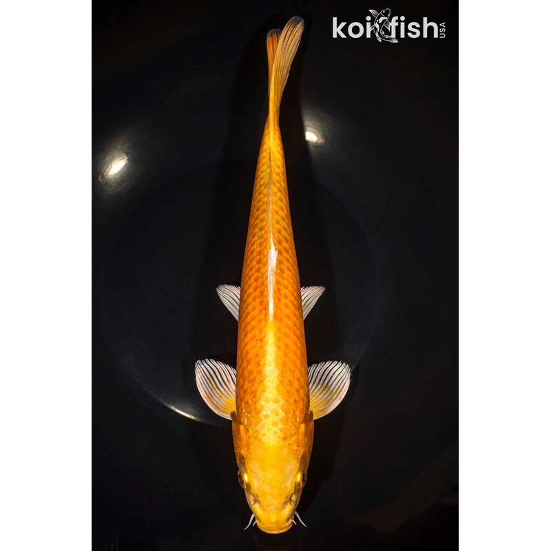 11.75" YAMABUKI OGON