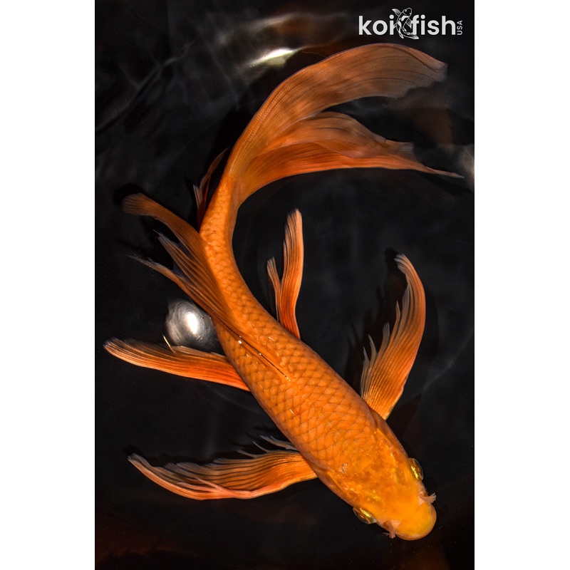 11" CHAGOI BUTTERFLY
