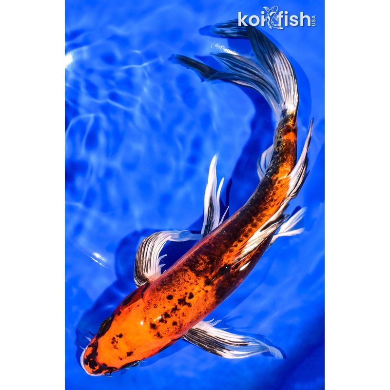11" DOITSU ORENJI MATSUBA BUTTERFLY