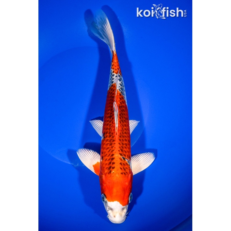 11" KUJAKU