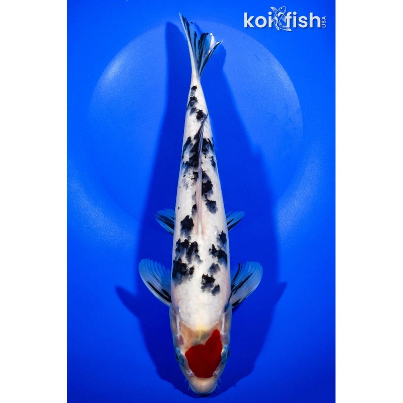 11" TANCHO SANKE