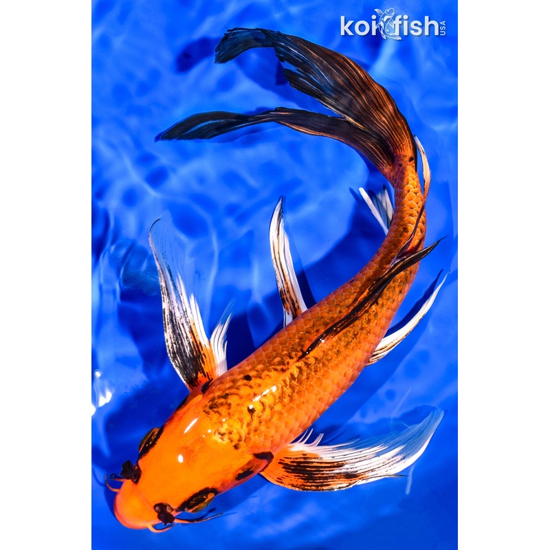 12.25" ORENJI MATSUBA BUTTERFLY