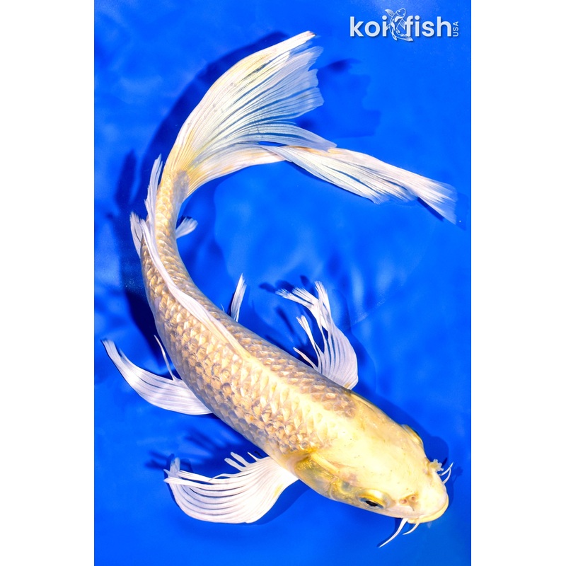 12.5" GINRIN YAMABUKI OGON BUTTERFLY