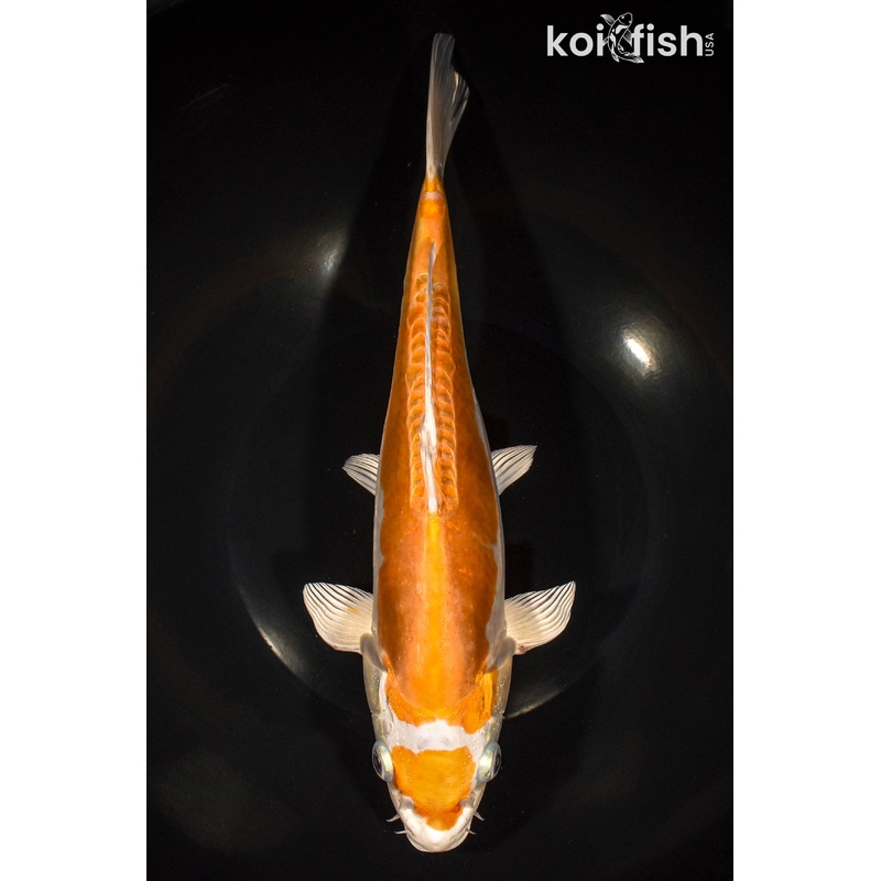 12" DOITSU HARIWAKE